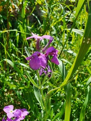 Matthiola tricuspidata