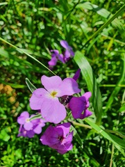 Matthiola tricuspidata
