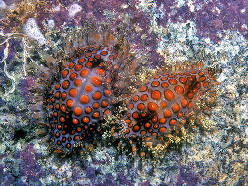 Jenner's cowry