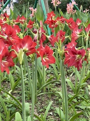 Hippeastrum hybridum