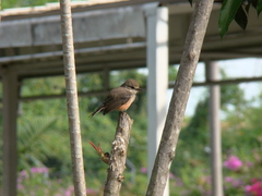 Pyrocephalus rubinus