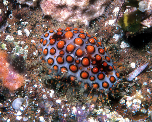 Jenner's cowry