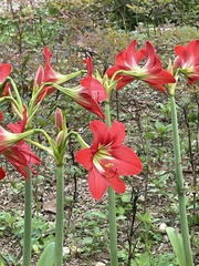 Hippeastrum hybridum