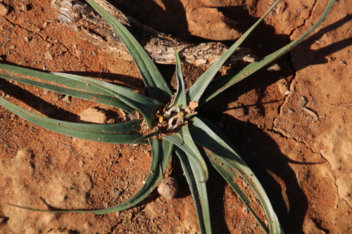 Colchicum asteroides