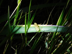 Dendropsophus sanborni