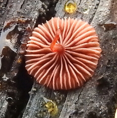 Cruentomycena viscidocruenta