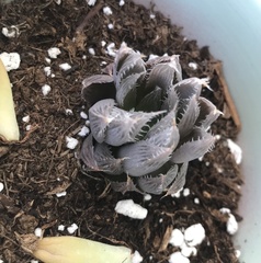 Haworthia cooperi