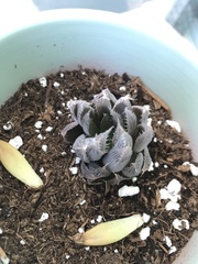 Haworthia cooperi