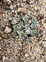 Eriogonum elegans
