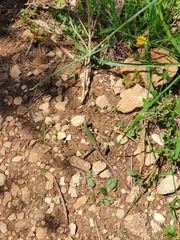 Podarcis waglerianus