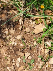 Podarcis waglerianus