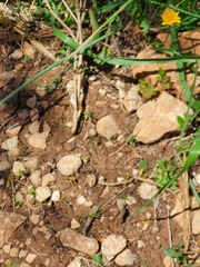 Podarcis waglerianus