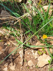 Podarcis waglerianus