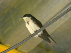 Pygochelidon cyanoleuca