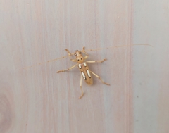 Eburodacrys havanensis