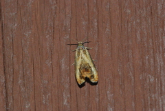 Olethreutes hamameliana