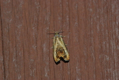 Olethreutes hamameliana