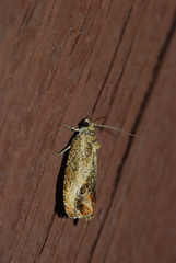 Olethreutes hamameliana