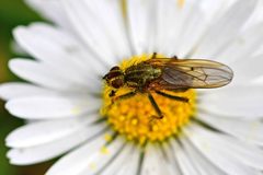 Scathophaga stercoraria