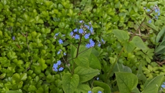 Brunnera macrophylla