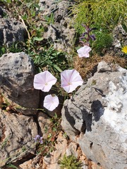 Convolvulus althaeoides