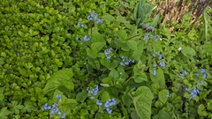 Brunnera macrophylla