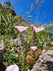 Convolvulus althaeoides