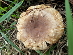 Russula sororia