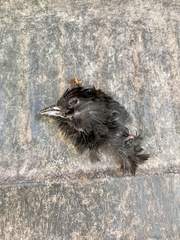 Pipilo erythrophthalmus