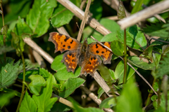 Polygonia c-album