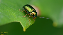 Cryptocephalus hyacinthinus