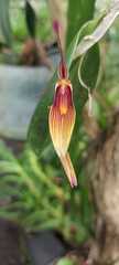 Restrepia
