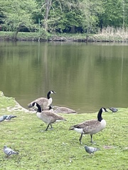 Branta canadensis