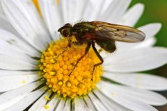 Scathophaga stercoraria