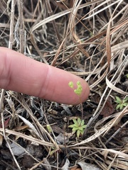 Androsace occidentalis