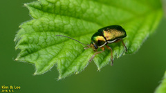 Cryptocephalus hyacinthinus