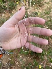 Brassicaceae