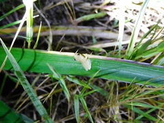 Dendropsophus sanborni