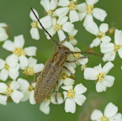 Phytoecia hirsutula