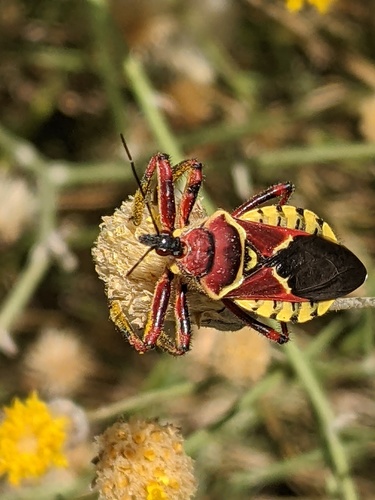 Yellow-bellied Bee Assassin