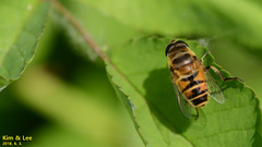 Eristalis cerealis