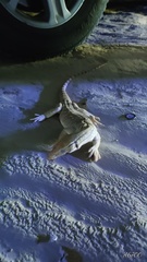 Varanus griseus griseus