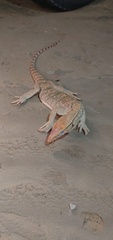 Varanus griseus griseus