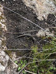 Trachylepis
