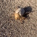 Giuliani's Dune Scarab - Photo (c) Corey Lange, some rights reserved (CC BY-NC), uploaded by Corey Lange