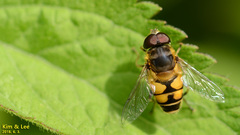 Eristalis kyokoae