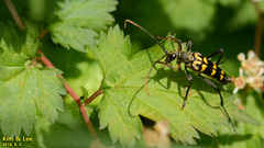 Leptura annularis