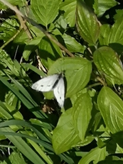 Pieris napi