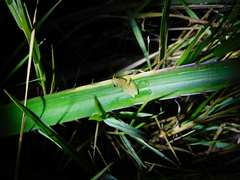 Dendropsophus sanborni