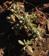 Ifloga polycnemoides